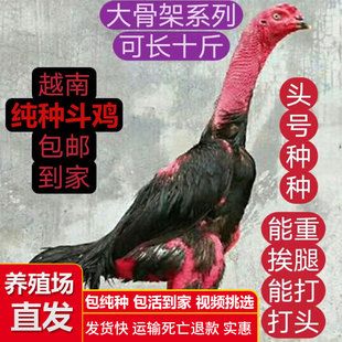 纯种斗鸡越南鬼子斗鸡活苗小斗鸡各种颜色泰国斗鸡成年鸡中原斗鸡
