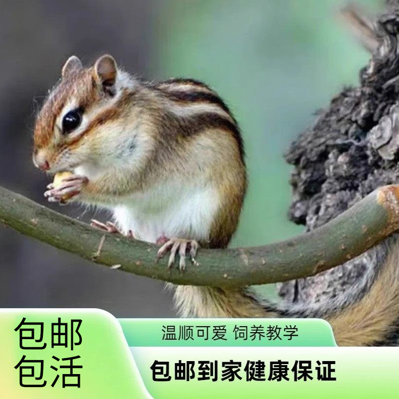 甄霜松花金鼠活体亲人易养