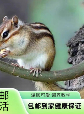 松shu幼儿鼠松花金鼠活体儿童稀罕小宠物温顺好养亲人栗花鼠