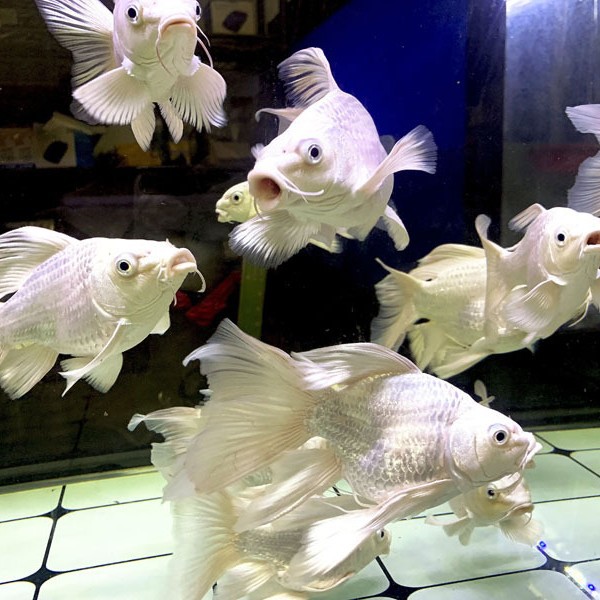 台湾蝴蝶鲤冷水观赏鱼纯种狮子头球体短身贵妃大鳍长尾金鱼活鱼苗