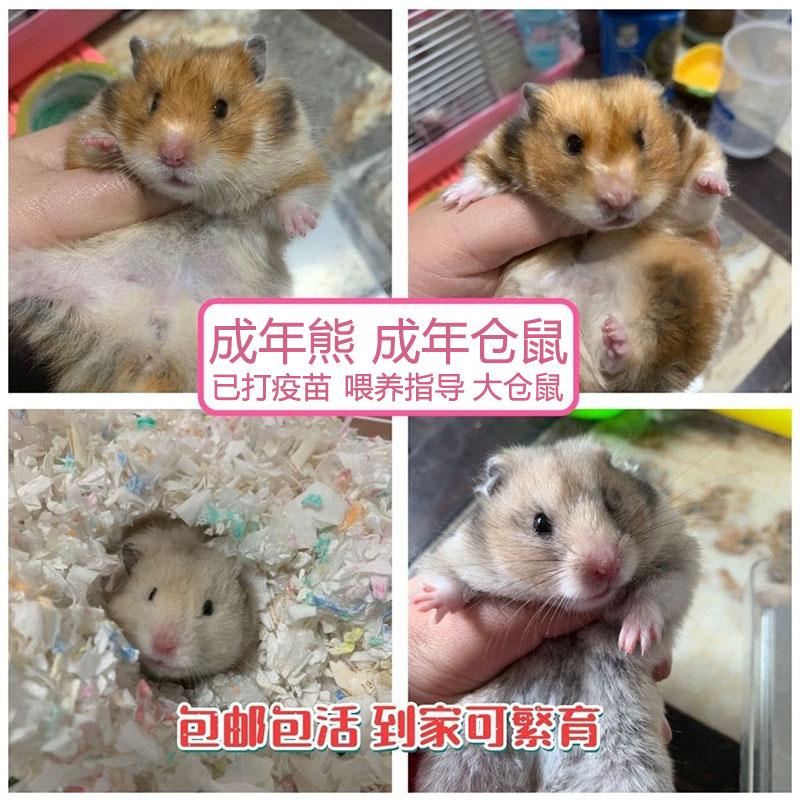 仓鼠金丝熊成年熊繁殖活物仓鼠