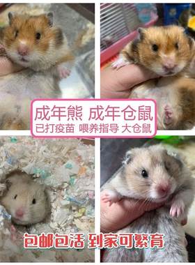 仓鼠金丝熊成年熊繁殖活物仓鼠