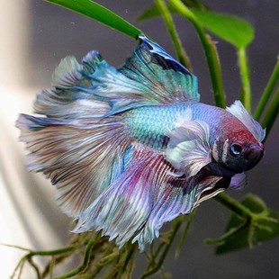 斗鱼活体半月狮王将军马尾公鱼母鱼热带观赏鱼宠物鱼活体地摊鱼