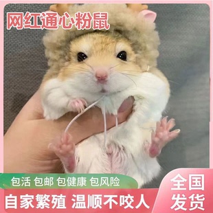 网红通心粉鼠萌宠活物送笼子幼崽北非肥沙鼠宿舍小宠物鼠包活家养