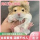 网红通心粉鼠萌宠活物送笼子幼崽北非肥沙鼠宿舍小宠物鼠包活家养