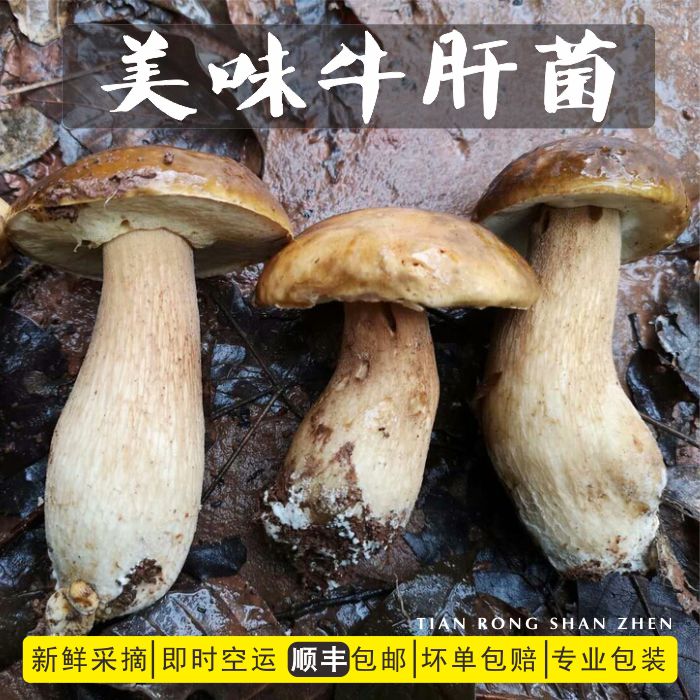 新鲜野生菌菇手青1公斤包邮四川