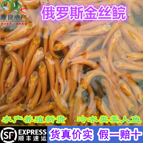 大规格 俄罗斯金草鱼苗 金丝鲩 红草鱼  鱼观赏 活体金鱼年长三斤