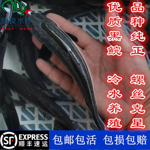 黑鲩鱼苗 青鱼苗 螺蛳青 黑草鱼 大型冷水鱼 品种纯正 螺丝克星