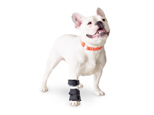 宠物狗犬前腿腕骨夹板关节护膝畸形康复矫正护具术后美国骨折固定