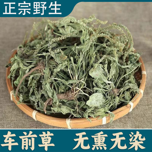 农家车前草干货新鲜中药材整颗车前草药干泡车茶草金钱草野生泡茶
