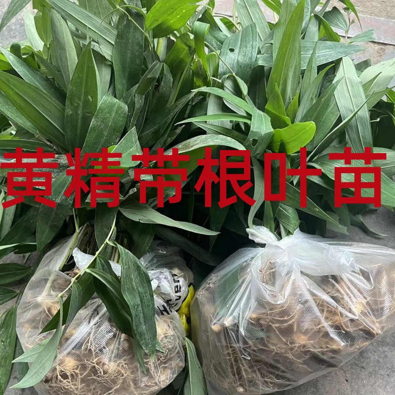 湖南新鲜黄精种植苗多花黄精老虎姜苗现挖现发50棵包邮