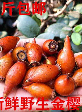 深山采摘野生金樱子泡酒新鲜山石榴中药材糖罐子青果金罂子刺梨果