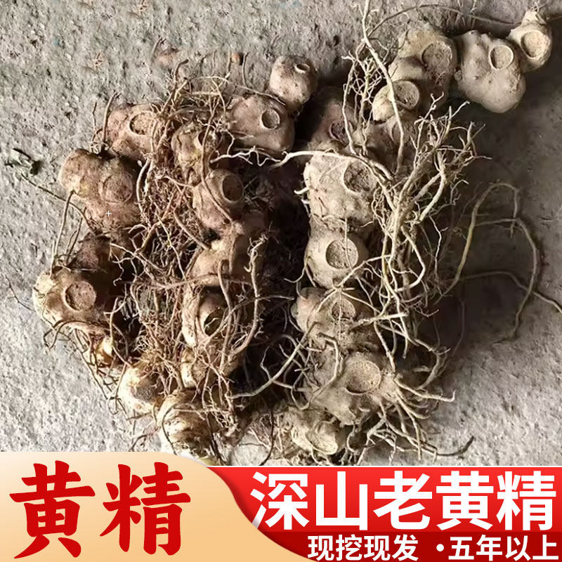湖南雪峰深山新鲜黄精老虎姜非九晒九蒸可食用煲汤滋补泡酒中药材