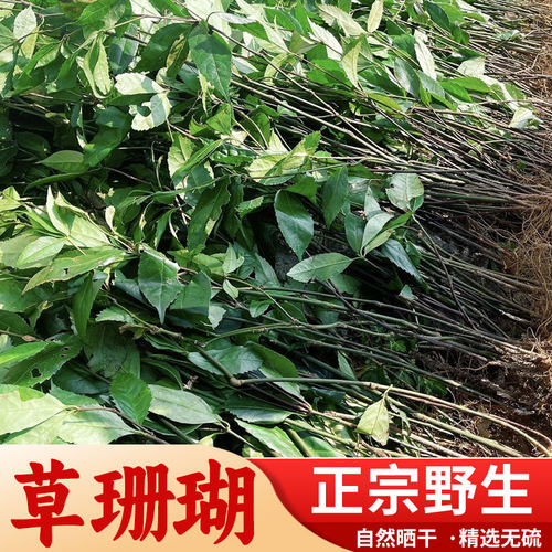 肿节风 草珊瑚 九节风 接骨莲 九节茶 干货 中药材500g包邮