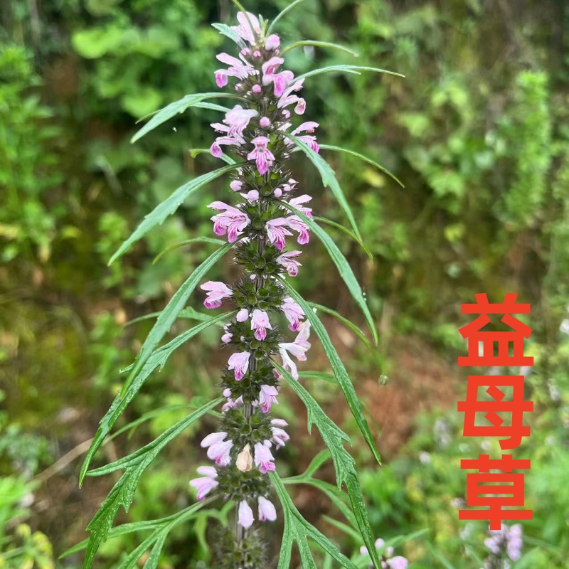 红花益母草天然现采新鲜中药材煮水红糖姜调姨妈月经花茶气血泡脚