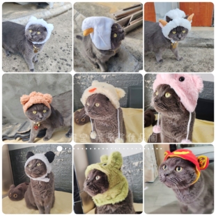 桃子酱宠物帽子猫咪头套可爱小熊小型犬网红狗狗财神爷拍照头饰
