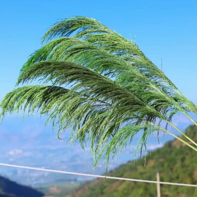 云南干花批发永生花婚礼婚庆造景铁杆芦苇大蒲苇家居软装商场陈设