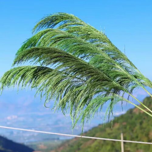 云南干花批发永生花婚礼婚庆造景铁杆芦苇大蒲苇家居软装商场陈设