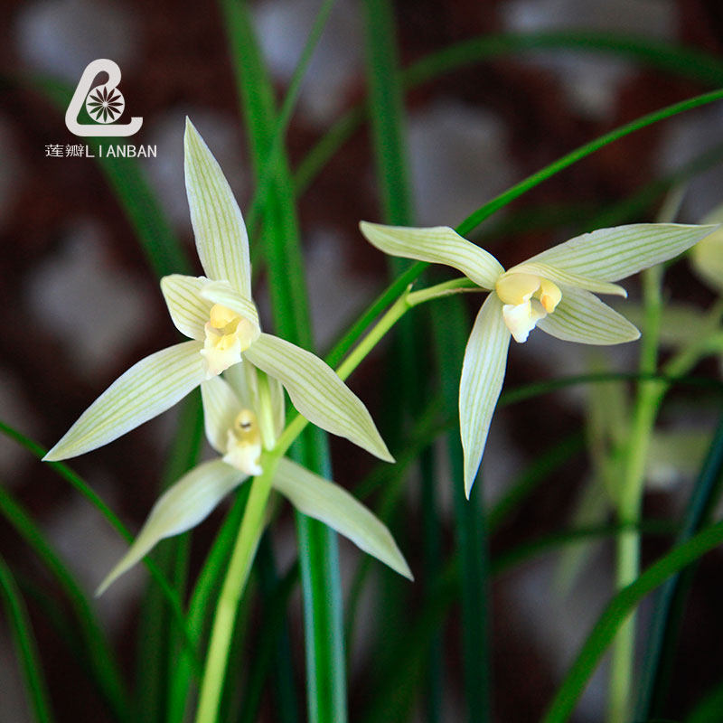 大雪素兰花 云南兰 大理大素馨 高杆高种宽叶全素白色兰花