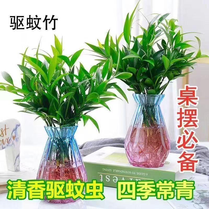 室内水培植物竹柏长寿竹驱蚊竹土养植物室内客厅好养四季常青桌面
