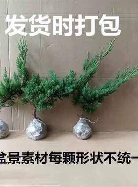龙柏树苗四季适用 沙地柏苗室内外种植 地柏盆景小苗
