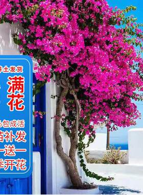 买1送1三角梅盆栽浓香四季开花