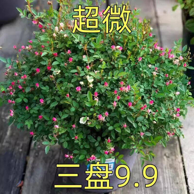 超微满天星月季花苗开花玫瑰小苗育苗/栽培基质