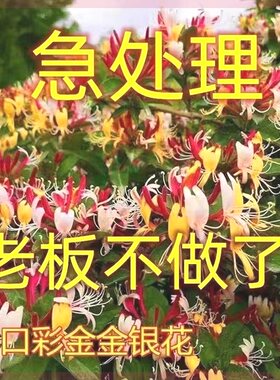 【买一发二】四季金银花树苗盆栽食用泡茶庭院阳台开花卉耐寒黄白