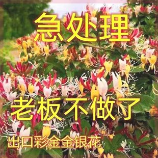 【买一发二】四季金银花树苗盆栽食用泡茶庭院阳台开花卉耐寒黄白