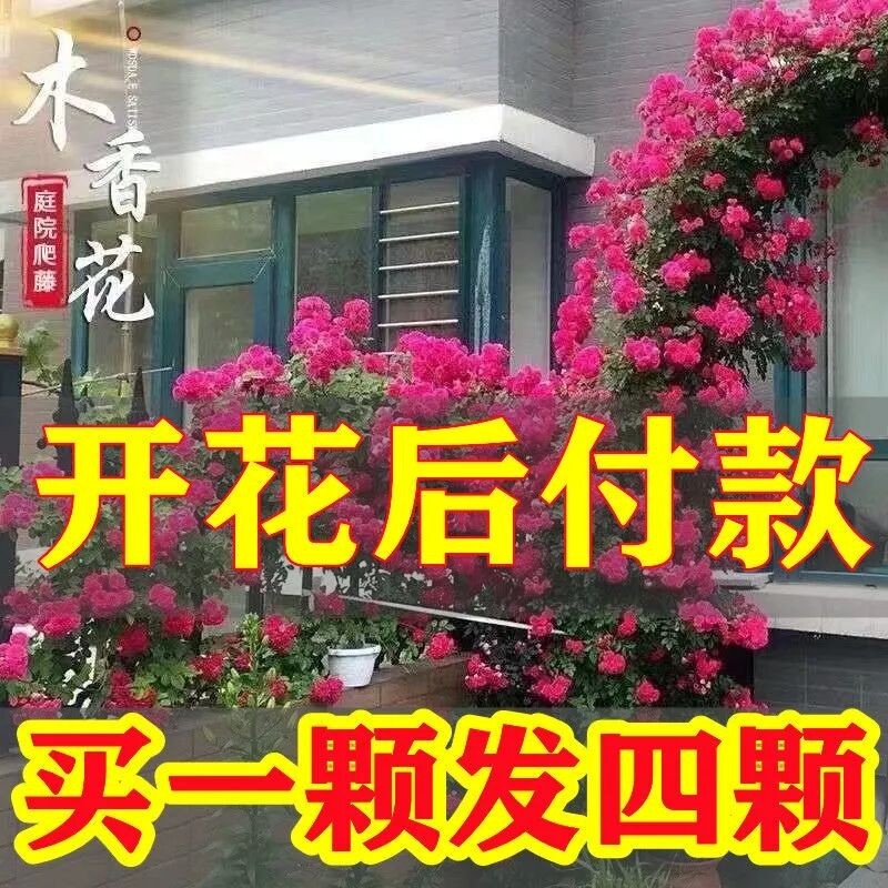 木香花苗爬藤攀援阳台庭院盆栽图片