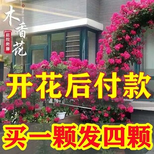 木香花苗七里香爬藤植物白红黄木香花苗盆栽阳台庭院四季攀援花卉