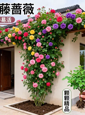 死亡补发5棵老桩爬藤蔷薇
