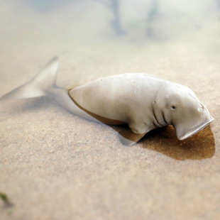 儿童仿真儒艮实心海洋生物模型美人鱼海底动物鲨鱼塑胶玩具摆件男