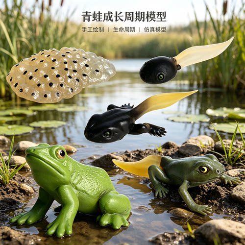 儿童科教仿真动物成长周期玩具