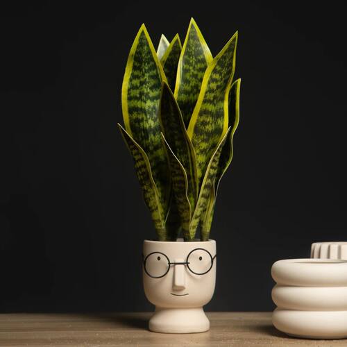32/37cm Artificial Succulent Plants Fake Sansevieria Indoor