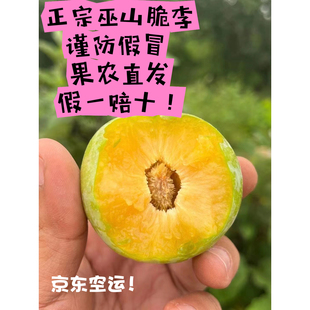 正宗重庆巫山曲尺柑园村产地脆李子新鲜水果当季现摘现发孕妇空运