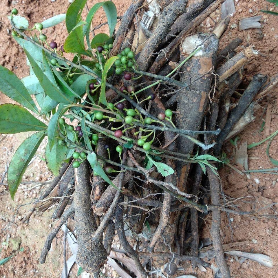 好货新鲜山苍树根野胡椒根木姜子根500克包邮