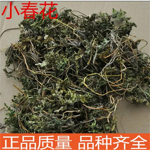野生小春花 一朵云 破天云 阴地蕨 独立金鸡 散血叶真货