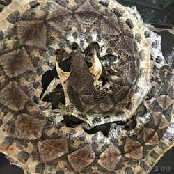 养殖正品蕲蛇五步蛇干八步蛇百步蛇干泡酒料 整只棋盘蛇50克包CRV