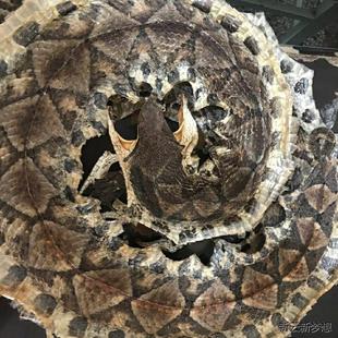 养殖正品蕲蛇五步蛇干八步蛇百步蛇干泡酒料 整只棋盘蛇50克包CRV