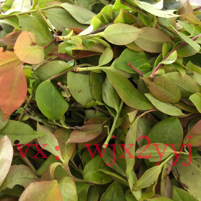 2024现摘南烛叶 乌饭草,乌饭原料,乌米粽子原料