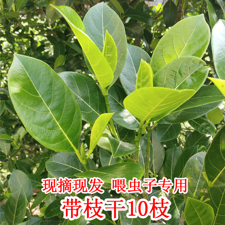 喂虫叶子现摘新鲜菠萝蜜树叶子树菠萝叶片过节喜庆包糍粑艾饼垫叶