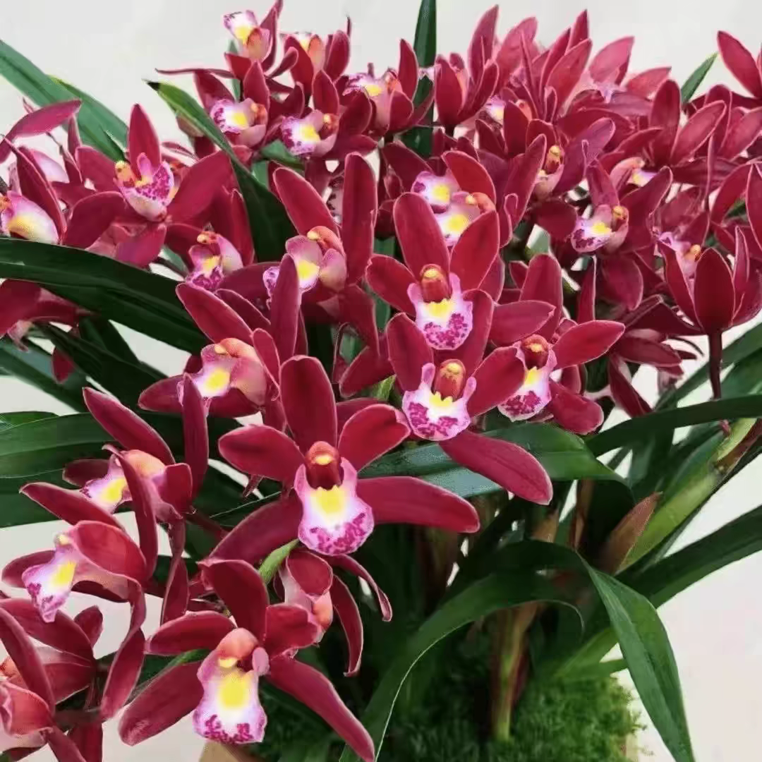 带花苞【蜜蜂兰】大红色开花浓香年宵花室内室外客厅好养花卉兰花