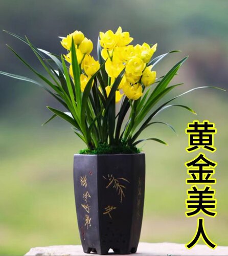 【黄金美人】年宵花大花蕙兰开花超香带花苞兰花绿植盆栽直播间