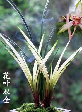 【高山春色】花艺双全浓香型建兰名品四季兰花室内花卉盆栽兰花