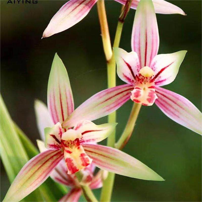 【七彩丹霞】带花苞开花浓香型四