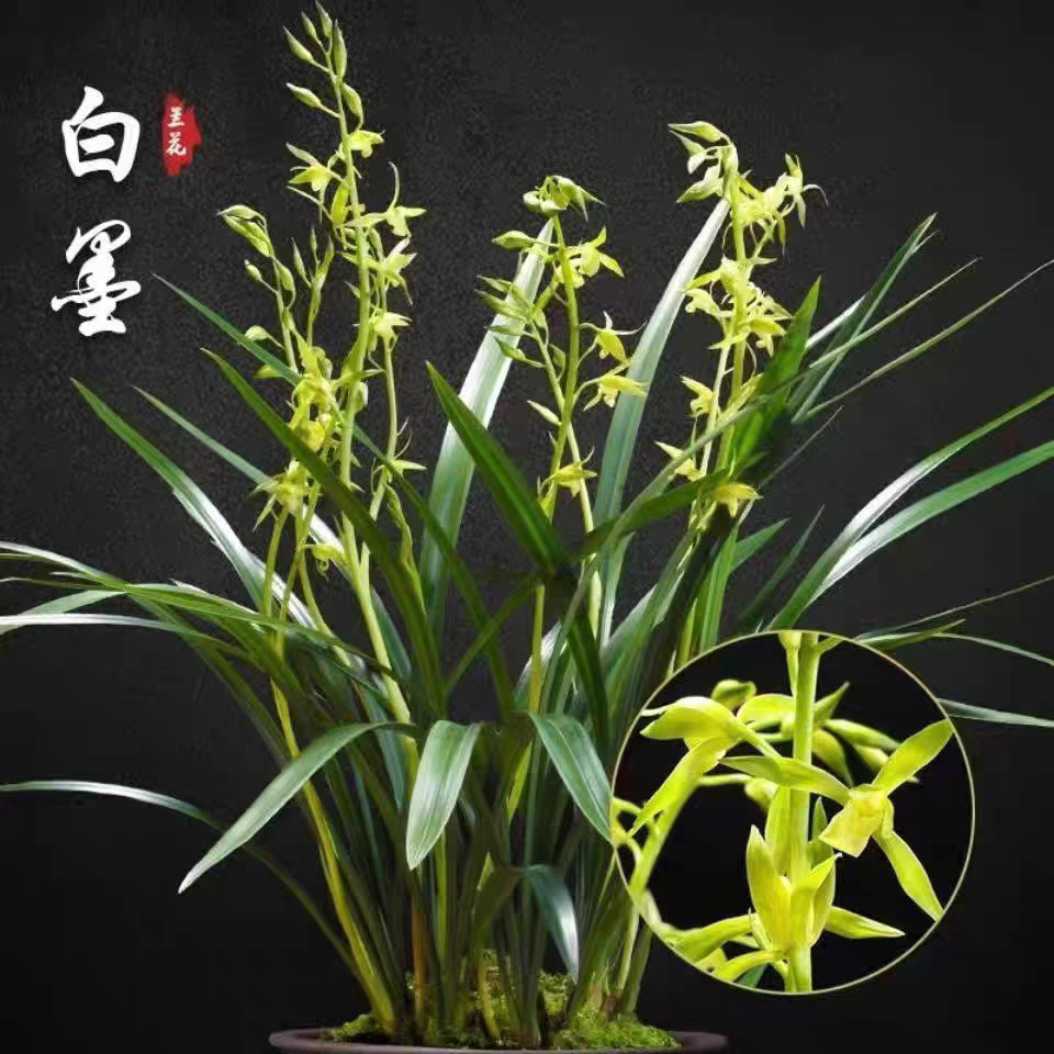 【白墨】墨兰年宵花开花浓香室内