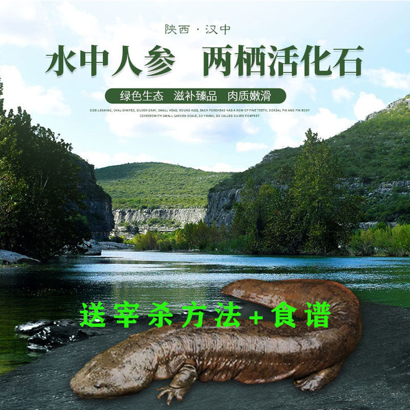 4斤一条娃娃鱼大鲵鲜活活体食用月子滋补生态养殖厂顺丰包邮包活