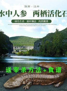 3斤月子养殖厂顺丰包邮娃娃鱼
