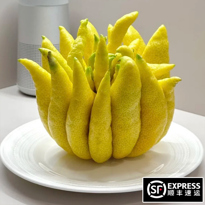 带枝佛手柑鲜果现摘现发香橼水培清供礼佛闻香食用室内绿植摆件